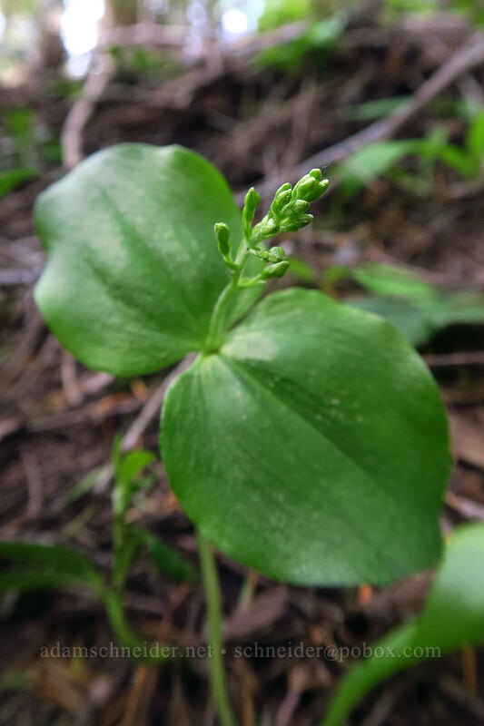 twayblade, budding (Neottia sp.) [Tumble Ridge Trail, Willamette National Forest, Marion County, Oregon]