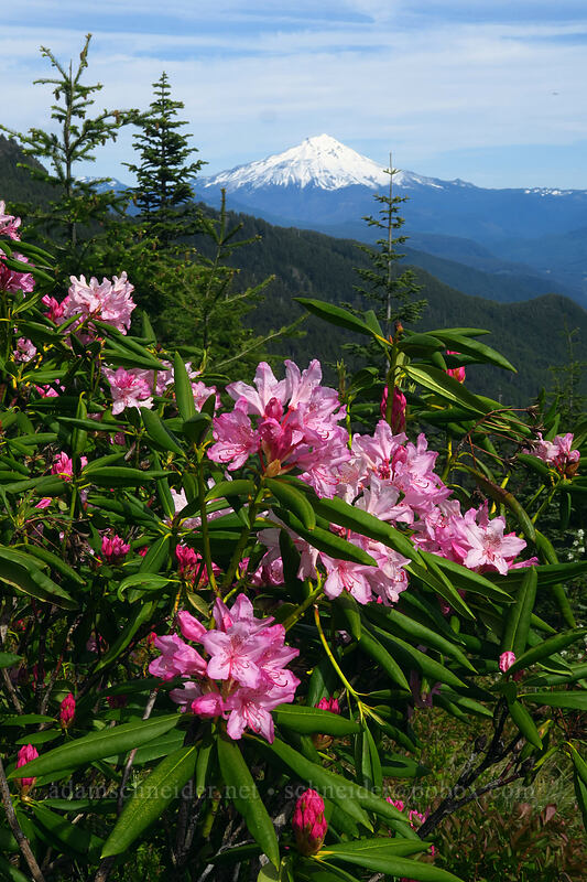 western rhododendron (Rhododendron macrophyllum) [Sardine Mountain Trail, Willamette National Forest, Marion County, Oregon]