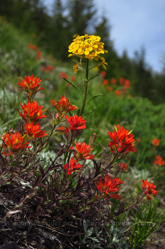 wallflower & paintbrush (Erysimum capitatum, Castilleja hispida) [Sardine Mountain, Willamette National Forest, Marion County, Oregon]