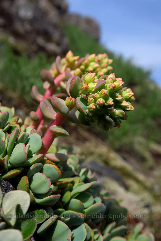 creamy stonecrop (Sedum oregonense) [Sardine Mountain, Willamette National Forest, Marion County, Oregon]
