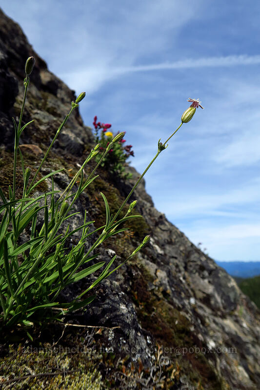 Douglas' catchfly (Silene douglasii) [Sardine Mountain, Willamette National Forest, Marion County, Oregon]
