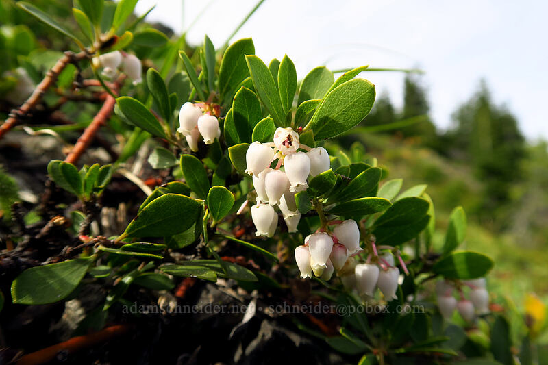 pine-mat manzanita flowers (Arctostaphylos nevadensis) [Sardine Mountain, Willamette National Forest, Marion County, Oregon]