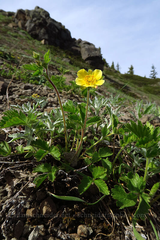 cinquefoil (Potentilla sp.) [Sardine Mountain, Willamette National Forest, Marion County, Oregon]