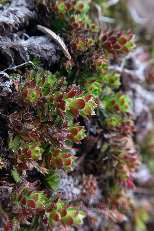 spotted saxifrage leaves (Saxifraga bronchialis ssp. vespertina (Saxifraga vespertina)) [Sardine Mountain, Willamette National Forest, Marion County, Oregon]