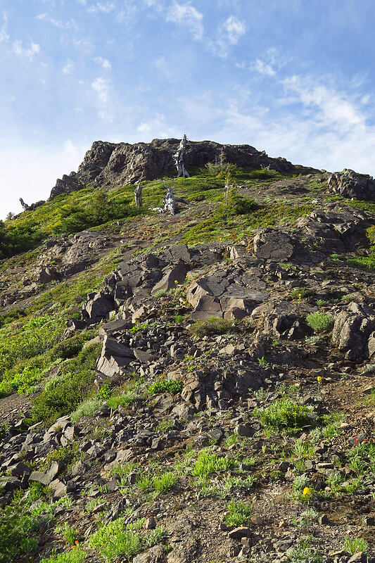 Sardine Mountain's southeast slope [Sardine Mountain, Willamette National Forest, Marion County, Oregon]
