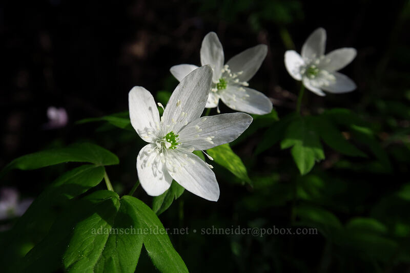 Oregon anemone (Anemone oregana (Anemonoides oregana)) [Knutson Saddle, Willamette National Forest, Marion County, Oregon]