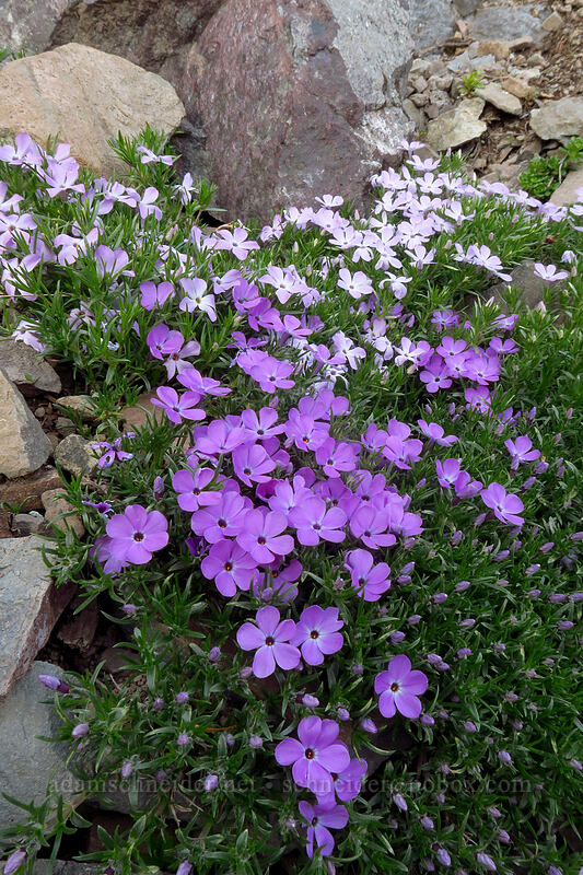 spreading phlox (Phlox diffusa) [Forest Road 2223, Willamette National Forest, Marion County, Oregon]