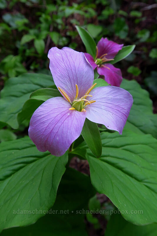 western trillium (Trillium ovatum) [Phantom Natural Bridge, Willamette National Forest, Marion County, Oregon]