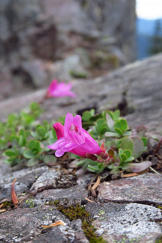 cliff penstemon (Penstemon rupicola) [Phantom Natural Bridge, Willamette National Forest, Marion County, Oregon]