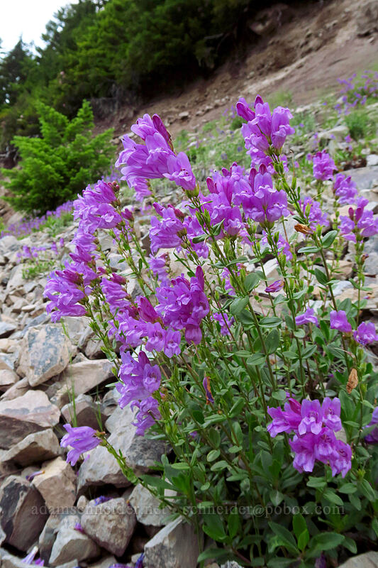 Cardwell's penstemon (Penstemon cardwellii) [Forest Road 2223, Willamette National Forest, Marion County, Oregon]
