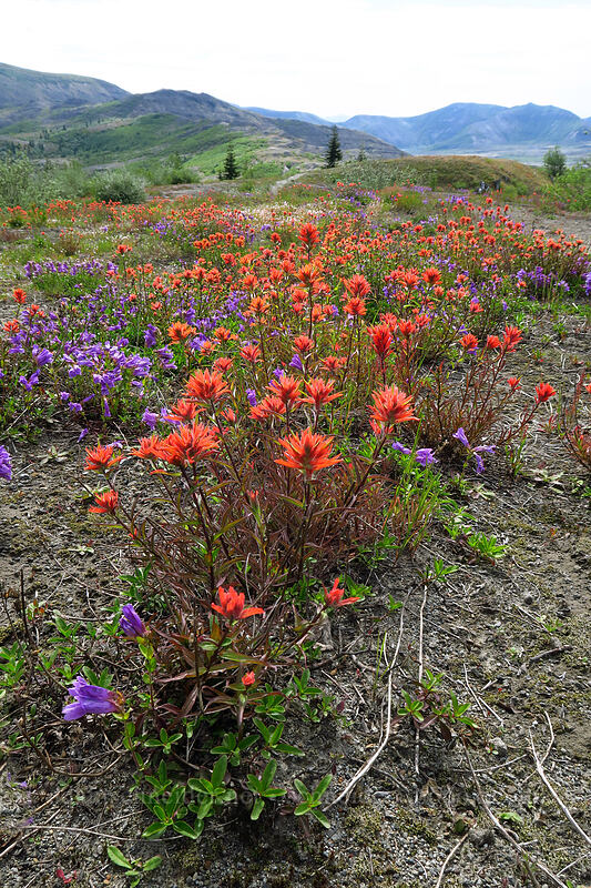 scarlet paintbrush & Cardwell's penstemon (Castilleja miniata, Penstemon cardwellii) [Boundary Trail, Mt. St. Helens National Volcanic Monument, Skamania County, Washington]