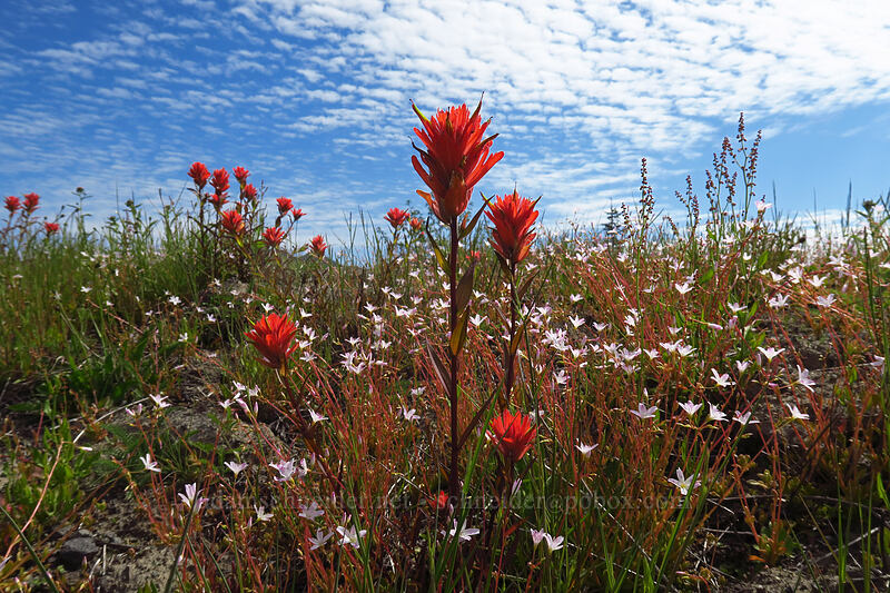 paintbrush & montia (Castilleja miniata, Montia parvifolia (Claytonia parvifolia)) [Boundary Trail, Mt. St. Helens National Volcanic Monument, Skamania County, Washington]