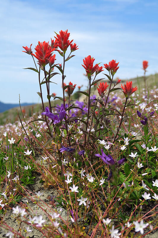 paintbrush, montia, & penstemon (Castilleja miniata, Montia parvifolia (Claytonia parvifolia), Penstemon cardwellii) [Boundary Trail, Mt. St. Helens National Volcanic Monument, Skamania County, Washington]
