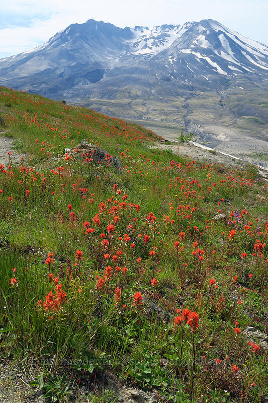 Mount St. Helens & paintbrush (Castilleja miniata) [Boundary Trail, Mt. St. Helens National Volcanic Monument, Skamania County, Washington]