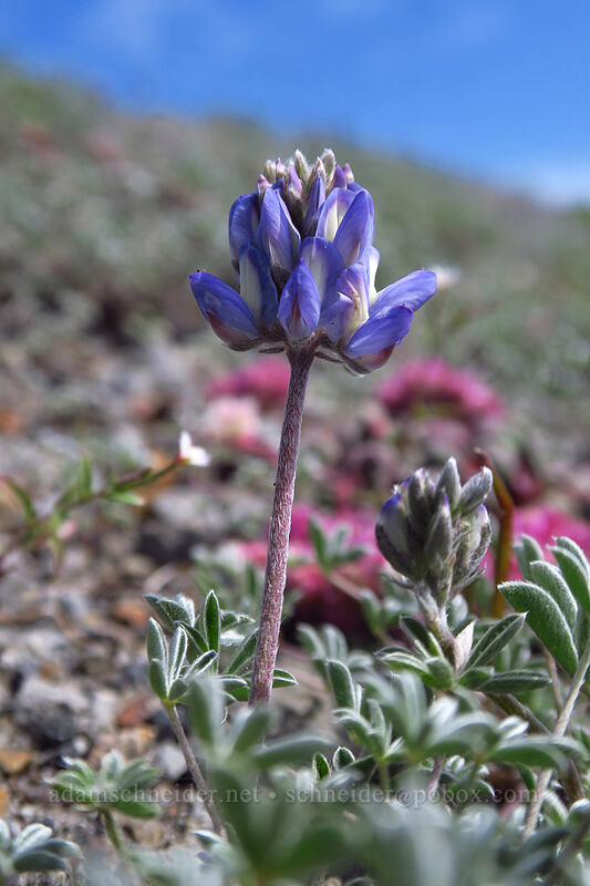 dwarf lupine (Lupinus lepidus var. lobbii) [Boundary Trail, Mt. St. Helens National Volcanic Monument, Skamania County, Washington]