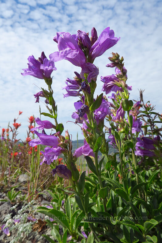 Cardwell's penstemon (Penstemon cardwellii) [Boundary Trail, Mt. St. Helens National Volcanic Monument, Skamania County, Washington]