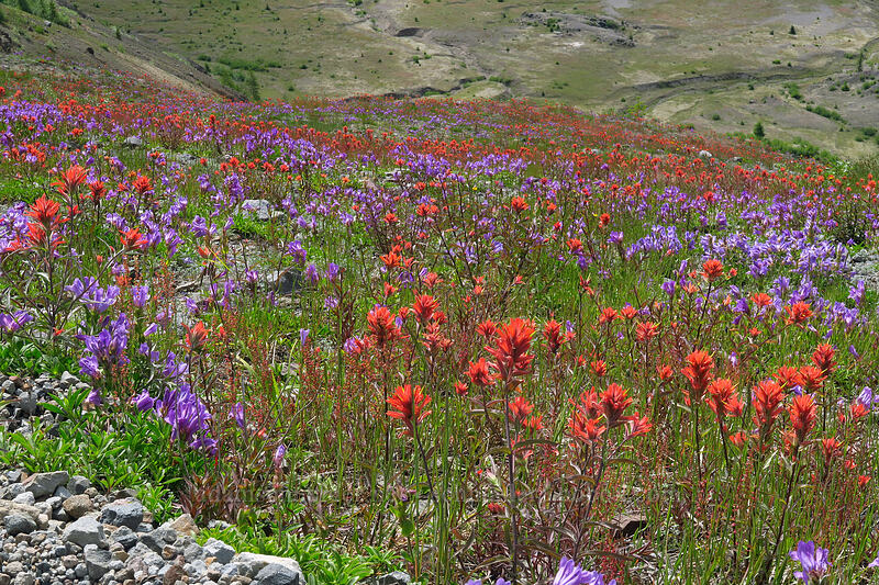 scarlet paintbrush & Cardwell's penstemon (Castilleja miniata, Penstemon cardwellii) [Boundary Trail, Mt. St. Helens National Volcanic Monument, Skamania County, Washington]