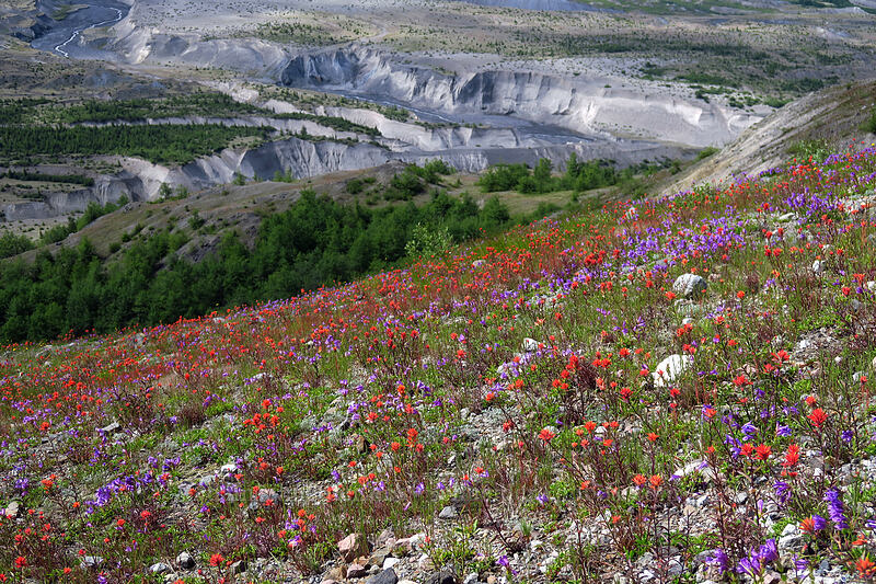 scarlet paintbrush & Cardwell's penstemon (Castilleja miniata, Penstemon cardwellii) [Boundary Trail, Mt. St. Helens National Volcanic Monument, Skamania County, Washington]