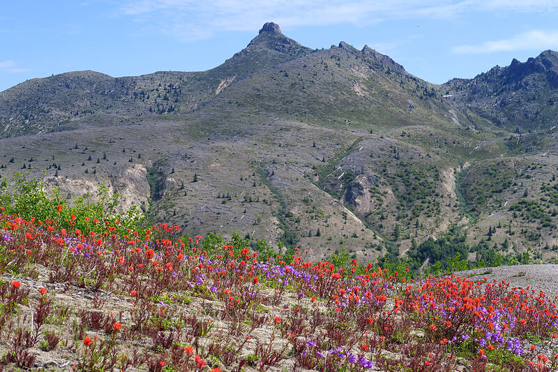 paintbrush, penstemon, & Coldwater Peak (Castilleja miniata, Penstemon cardwellii) [Boundary Trail, Mt. St. Helens National Volcanic Monument, Skamania County, Washington]