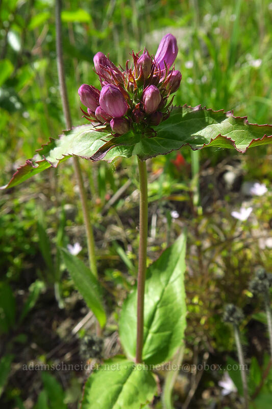 Cascade penstemon (Penstemon serrulatus) [Boundary Trail, Mt. St. Helens National Volcanic Monument, Skamania County, Washington]