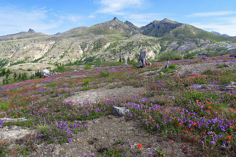 scarlet paintbrush & Cardwell's penstemon (Castilleja miniata, Penstemon cardwellii) [Boundary Trail, Mt. St. Helens National Volcanic Monument, Skamania County, Washington]