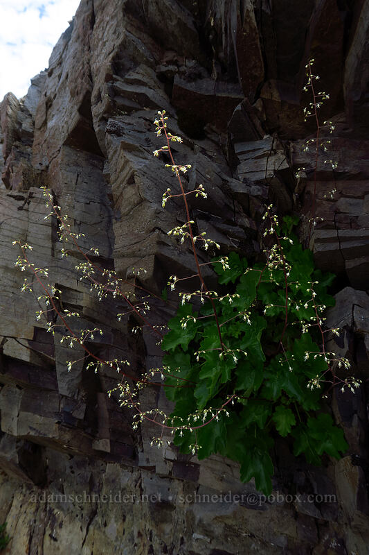 small-flowered alumroot (Heuchera micrantha) [Devil's Elbow, Mt. St. Helens National Volcanic Monument, Skamania County, Washington]