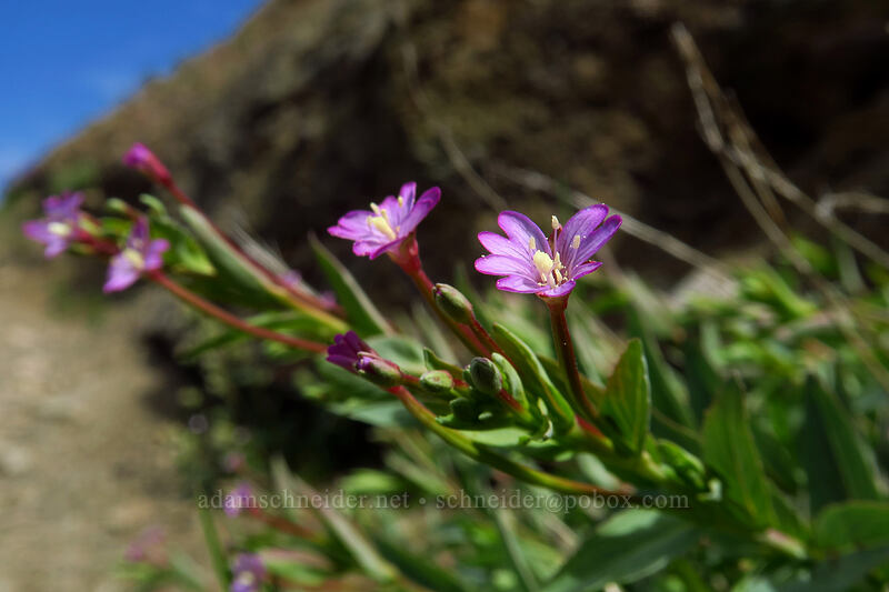 glaucous willow-herb (Epilobium glaberrimum) [Devil's Elbow, Mt. St. Helens National Volcanic Monument, Skamania County, Washington]