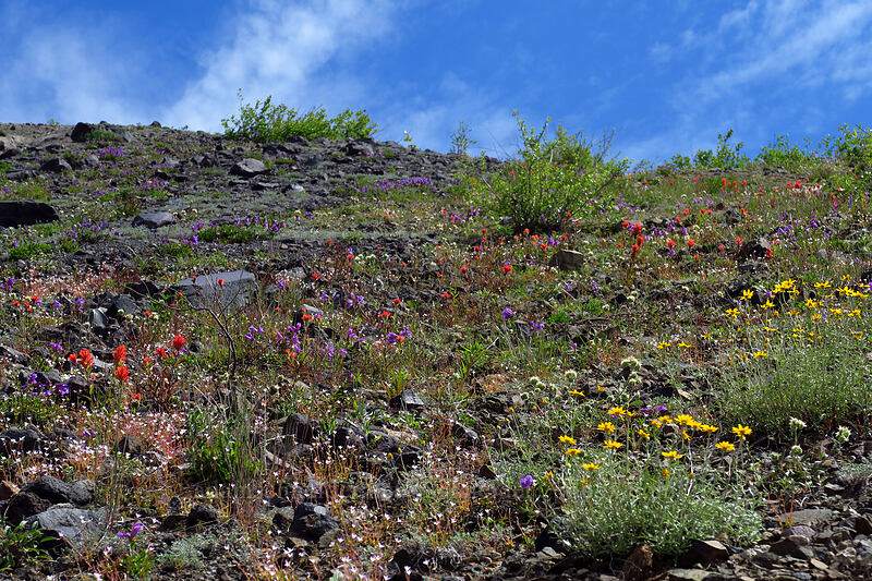 wildflowers (Eriophyllum lanatum, Castilleja miniata, Penstemon cardwellii, Montia parvifolia (Claytonia parvifolia), Phacelia hastata) [Devil's Elbow, Mt. St. Helens National Volcanic Monument, Skamania County, Washington]
