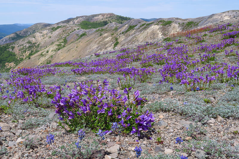 Cardwell's penstemon & Johnston Ridge (Penstemon cardwellii) [Devil's Elbow, Mt. St. Helens National Volcanic Monument, Skamania County, Washington]