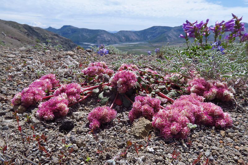 pussy-paws (Calyptridium umbellatum (Cistanthe umbellata)) [Devil's Elbow, Mt. St. Helens National Volcanic Monument, Skamania County, Washington]