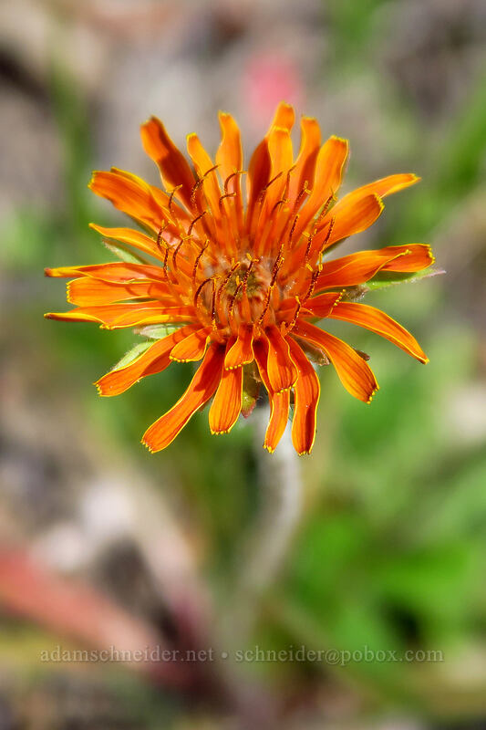 orange agoseris (Agoseris aurantiaca) [Truman Trail, Mt. St. Helens National Volcanic Monument, Skamania County, Washington]