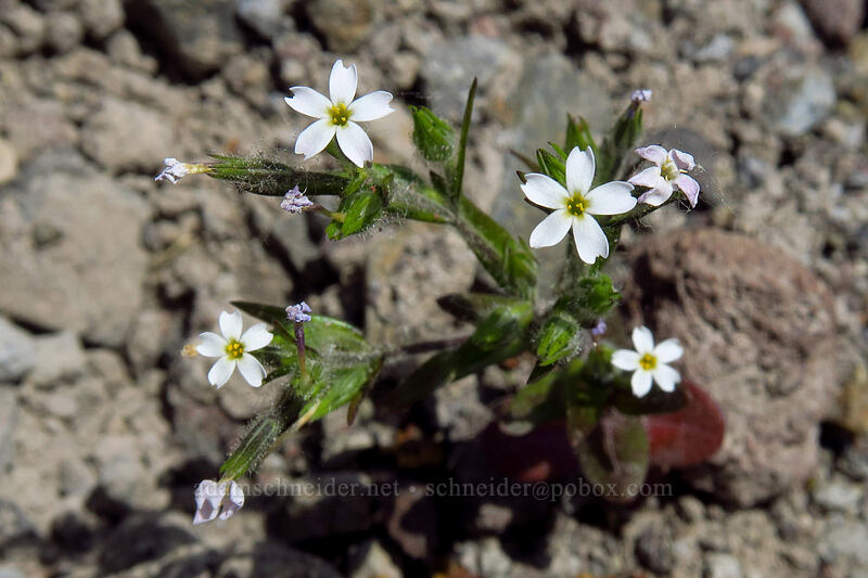 slender phlox (Microsteris gracilis (Phlox gracilis)) [Truman Trail, Mt. St. Helens National Volcanic Monument, Skamania County, Washington]