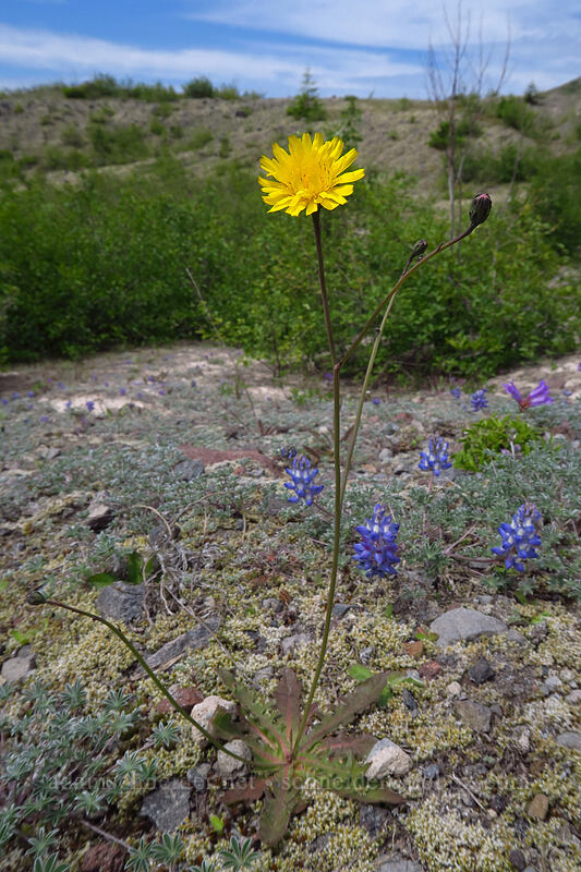 rough cat's-ear (Hypochaeris radicata) [Truman Trail, Mt. St. Helens National Volcanic Monument, Skamania County, Washington]