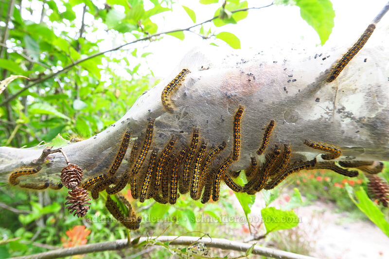 western tent caterpillars (Malacosoma californicum pluviale) [Truman Trail, Mt. St. Helens National Volcanic Monument, Skamania County, Washington]