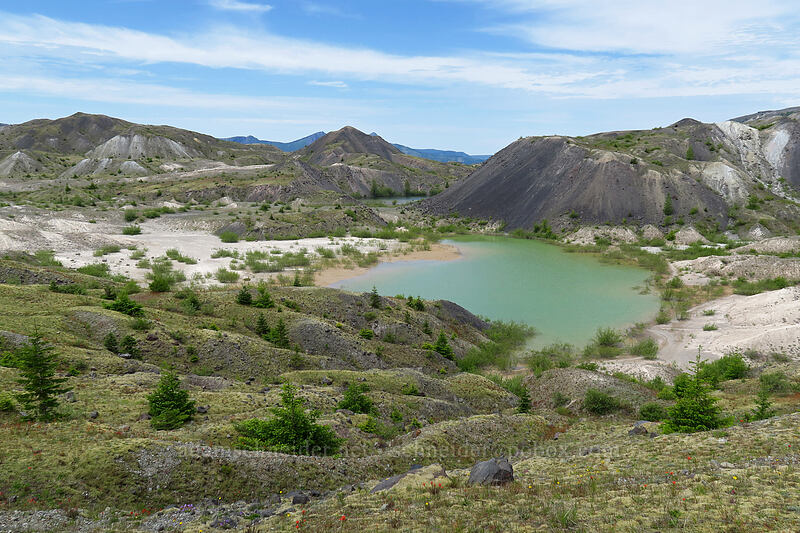 silty ponds and hummocks [Truman Trail, Mt. St. Helens National Volcanic Monument, Skamania County, Washington]
