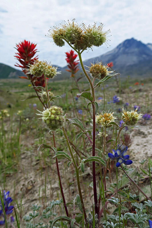 phacelia, paintbrush, & lupines (Phacelia sp., Castilleja miniata, Lupinus lepidus var. lobbii) [Truman Trail, Mt. St. Helens National Volcanic Monument, Skamania County, Washington]
