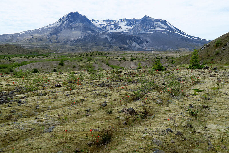 furrowed ground [Truman Trail, Mt. St. Helens National Volcanic Monument, Skamania County, Washington]