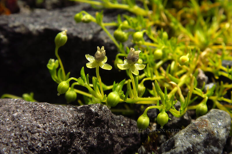 dwarf pearlwort (Sagina apetala) [Truman Trail, Mt. St. Helens National Volcanic Monument, Skamania County, Washington]