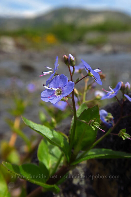 American speedwell (Veronica americana) [Truman Trail, Mt. St. Helens National Volcanic Monument, Skamania County, Washington]