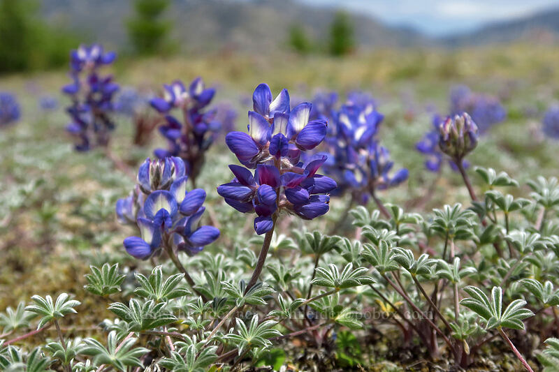 dwarf lupine (Lupinus lepidus var. lobbii) [Truman Trail, Mt. St. Helens National Volcanic Monument, Skamania County, Washington]