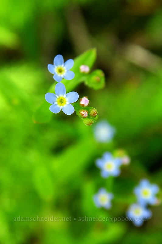 small-flowered forget-me-not (Myosotis laxa) [Truman Trail, Mt. St. Helens National Volcanic Monument, Skamania County, Washington]
