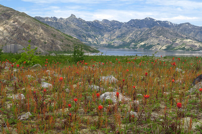 paintbrush, sheep sorrel, & Spirit Lake (Castilleja miniata, Rumex acetosella) [Truman Trail, Mt. St. Helens National Volcanic Monument, Skamania County, Washington]