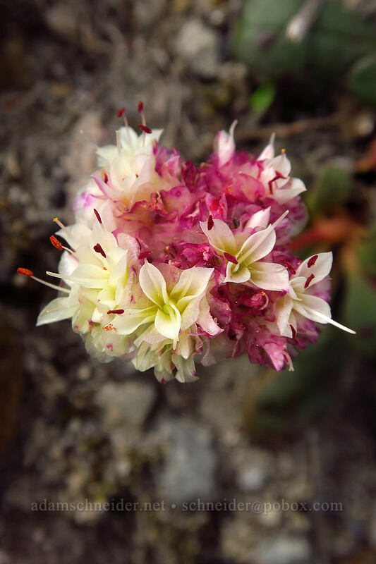 pussy-paws (Calyptridium umbellatum (Cistanthe umbellata)) [Truman Trail, Mt. St. Helens National Volcanic Monument, Skamania County, Washington]