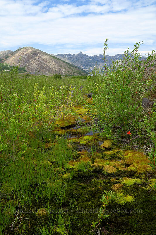 moss, rushes, & willows [Truman Trail, Mt. St. Helens National Volcanic Monument, Skamania County, Washington]