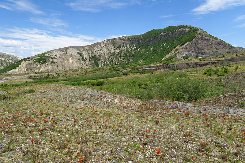 Windy Ridge [Willow Springs Trail, Mt. St. Helens National Volcanic Monument, Skamania County, Washington]