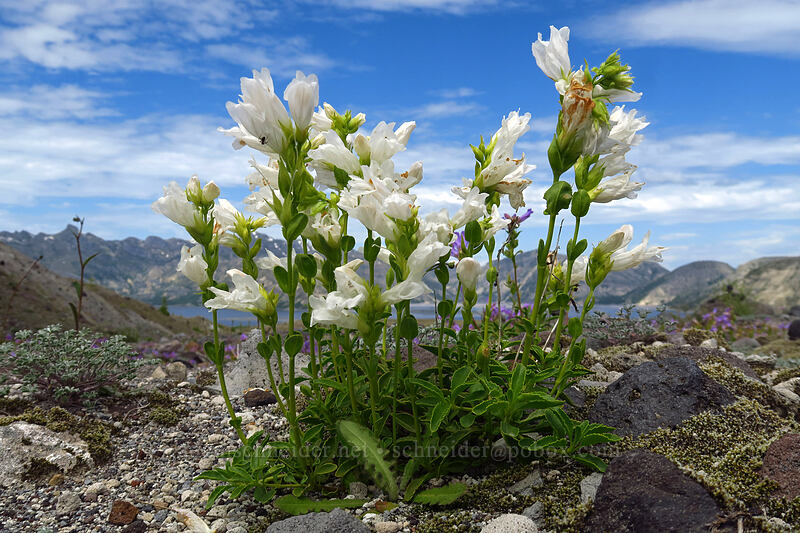 white Cardwell's penstemon (Penstemon cardwellii) [Willow Springs Trail, Mt. St. Helens National Volcanic Monument, Skamania County, Washington]