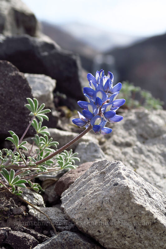 dwarf lupine (Lupinus lepidus var. lobbii) [Loowit Falls Trail, Mt. St. Helens National Volcanic Monument, Skamania County, Washington]