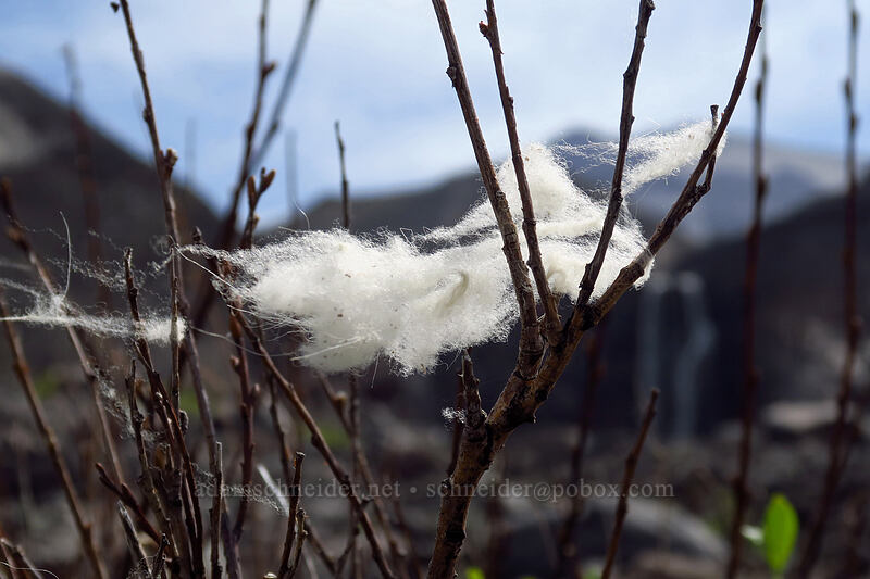 mountain goat fur (Oreamnos americanus) [Loowit Falls Trail, Mt. St. Helens National Volcanic Monument, Skamania County, Washington]
