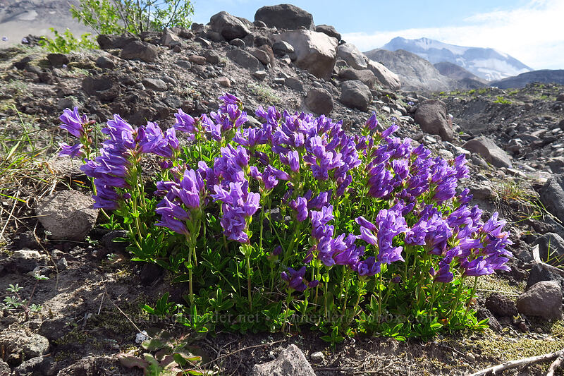 Cardwell's penstemon (Penstemon cardwellii) [Loowit Falls Trail, Mt. St. Helens National Volcanic Monument, Skamania County, Washington]