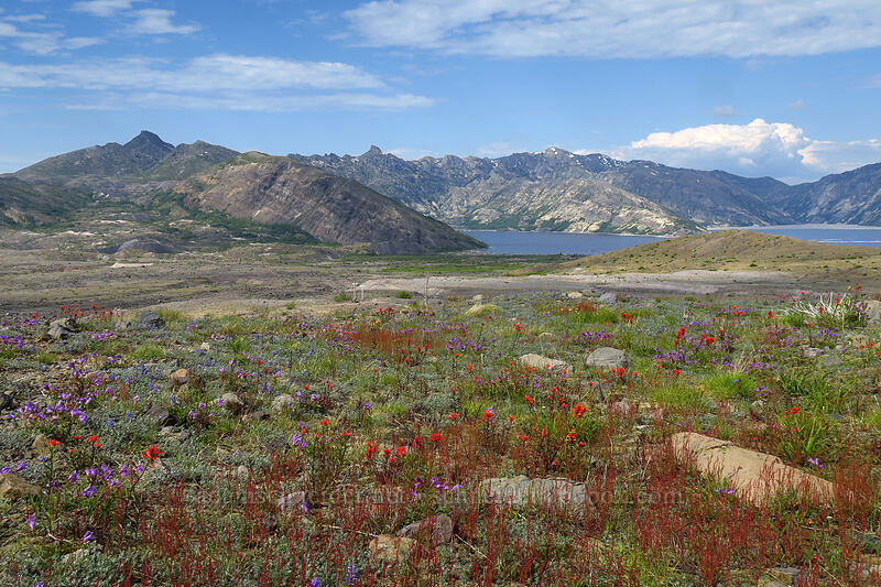 scarlet paintbrush, Cardwell's penstemon, & sheep sorrel (Castilleja miniata, Penstemon cardwellii, Rumex acetosella) [Loowit Trail, Mt. St. Helens National Volcanic Monument, Skamania County, Washington]
